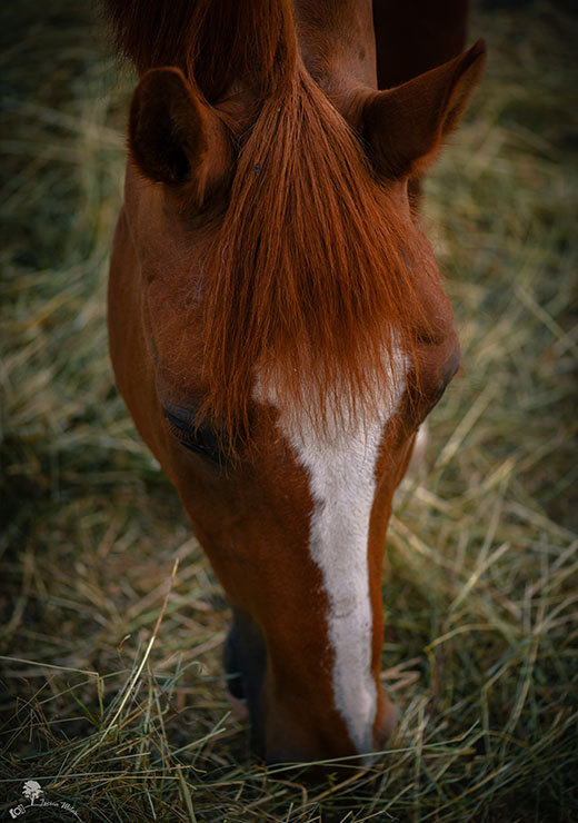 Fulger(MO)